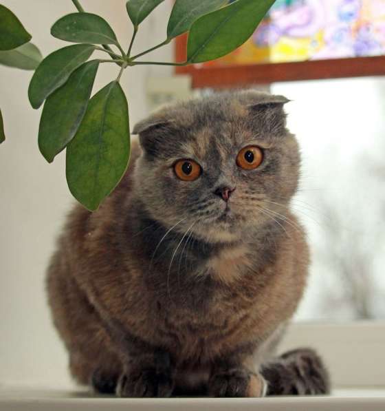 Фиона-вислоушка. Кошка в добрые руки в Калуге фото 7