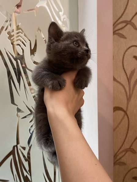 Шикарные шотландские котята в Симферополе фото 18