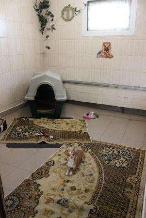 Передержка собак в собственном доме в Электрогорске фото 3
