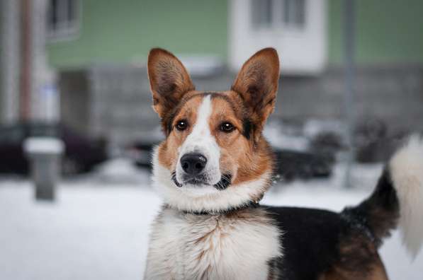 Собака-компаньон Филипп в дар в Москве фото 4