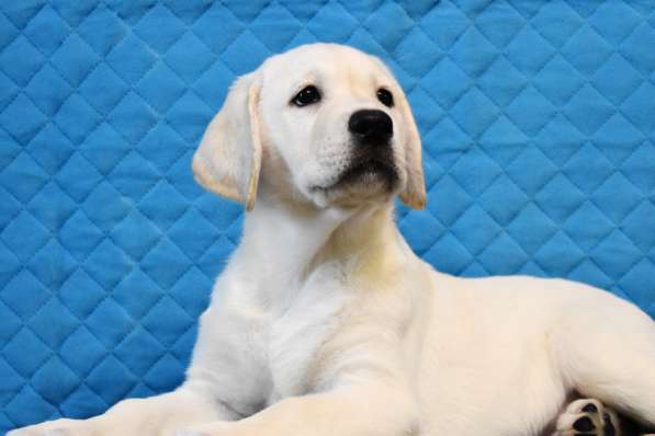 ПАТТИ ОСЕННЯЯ СКАЗКА