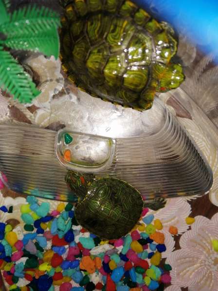 Продам красноухих черепах в Батайске фото 3