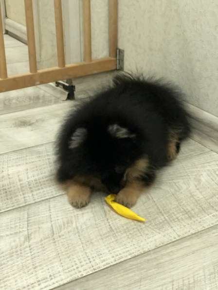 Шпиц померанский в Москве фото 3