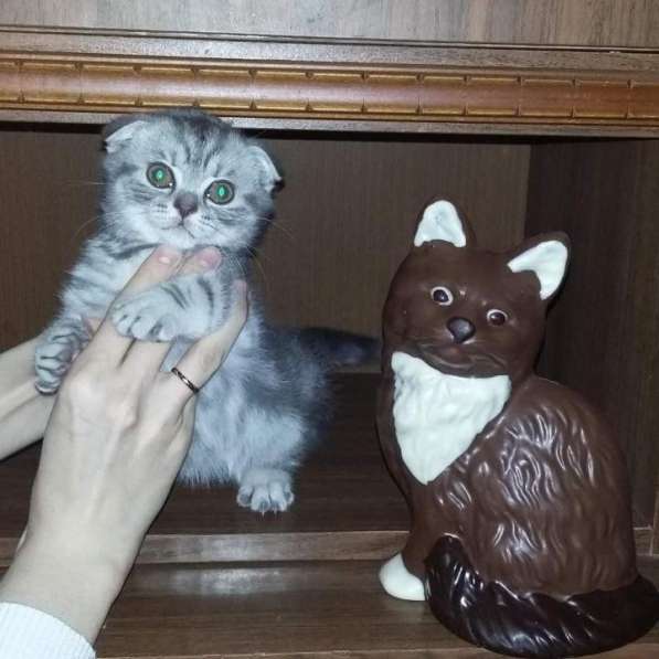 Шотландские мраморные котята