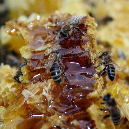 Мёд напрямую от пчеловода по цена в 3 раза ниже магазинной! в Москве