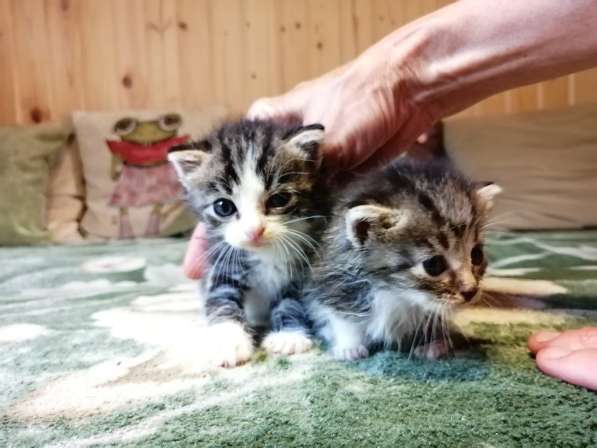 Котята в добрые руки в Москве
