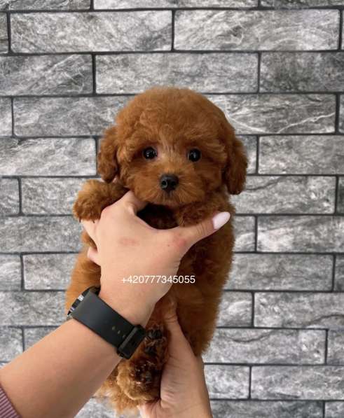 Toy poodle red brown в