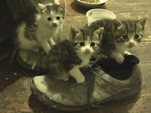 Котята в подарок) в фото 8