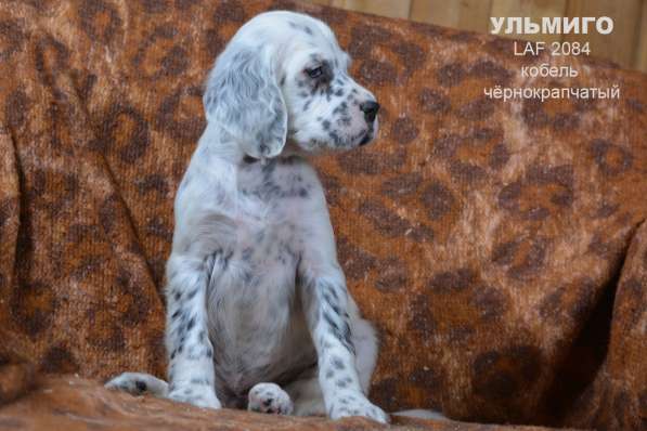 Английский сеттер щенки из элитного питомника в Москве фото 95