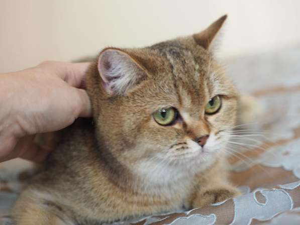 Британская кошка. Девочка в Москве фото 4