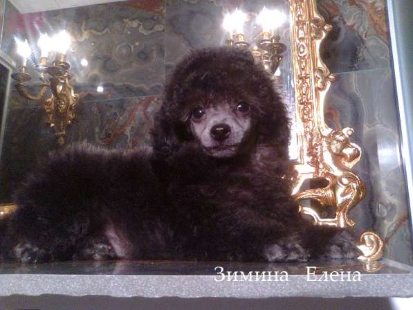 Девочка той-пуделя серебристого окраса