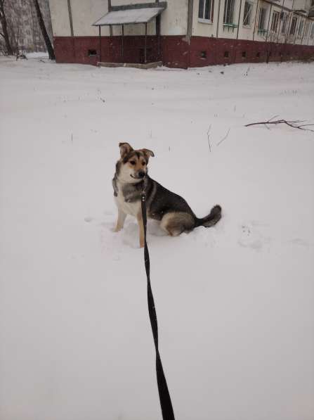 Тася в добрые руки в Ногинске фото 25