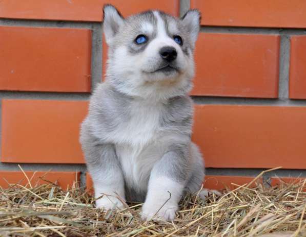 Две высокопородные девочки Хаски от Чемпионов! в Тюмени фото 17
