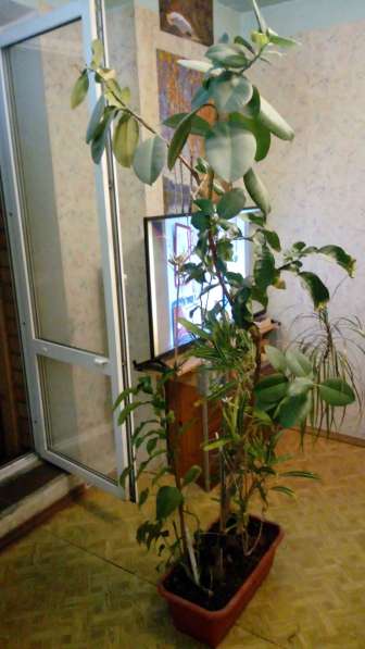 Растение с горшком в Москве фото 3