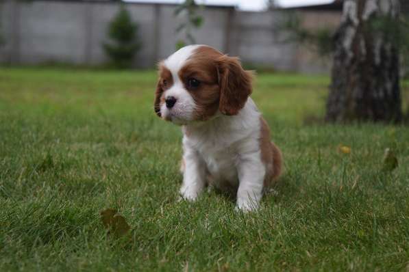 Щенок породы Кавалер кинг Чарльз спаниель в фото 5