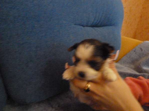 Бивер йоркширский терьер в Балаково фото 19