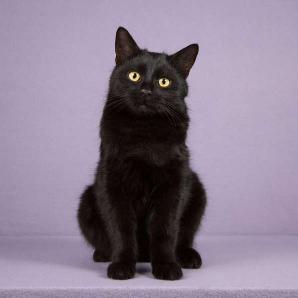 Идеальный черный красавец — кот Вин Дизель в дар в Москве фото 3