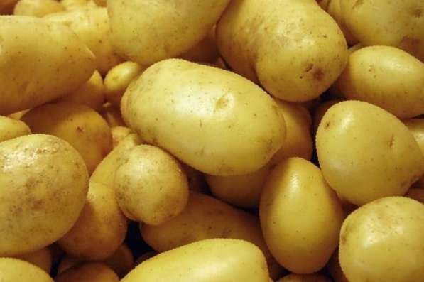 Картофель, урожай 2020