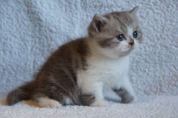 Коты и кошки британские в Новокузнецке фото 10