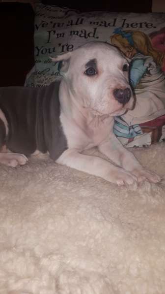 Красотка Амстаффа голубого окраса 3 месяца ркф в Москве фото 12