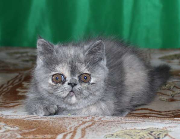 Котенок персидский экзотический. Девочка. Фото, Видео в фото 4