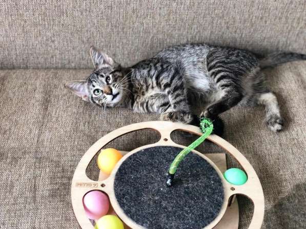 Мурлыка-котенок с дефектом глазика очень ищет дом в Санкт-Петербурге фото 33