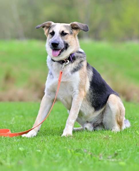 Сильвер &ndash; пес эмпат из приюта! Ищет дом! в Москве фото 3