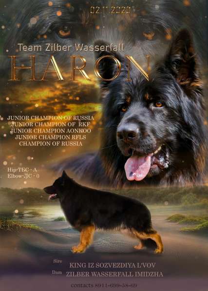 Кобель вязка в Пскове фото 3