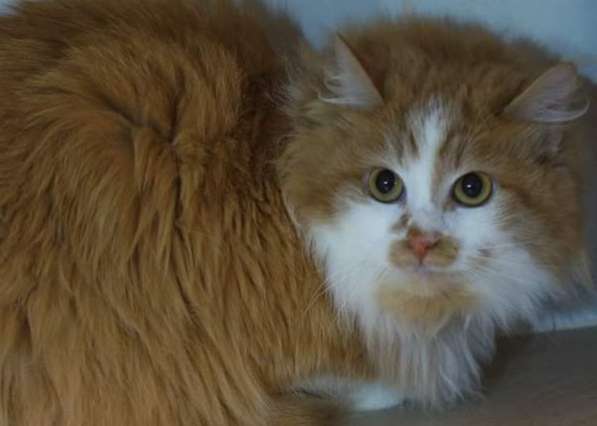 Солнечная кошка Милочка в Москве фото 31