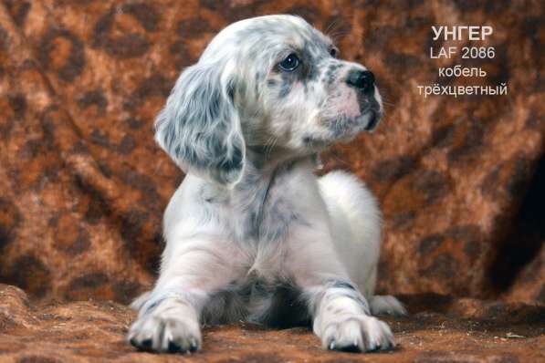 Английский сеттер щенки из элитного питомника в Москве фото 94