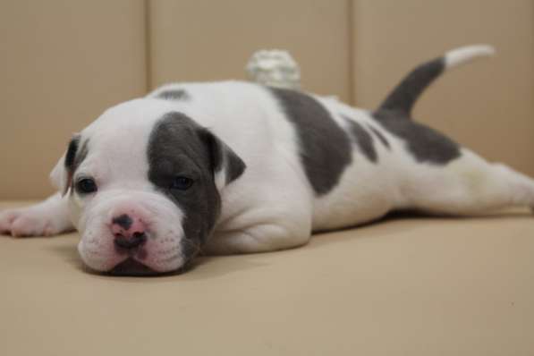 Крутые щенки амстаффа от чемпиона в фото 10