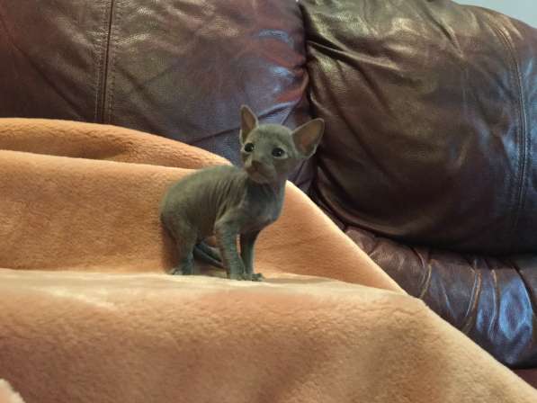 Котята Корнишрекс породистые в Санкт-Петербурге фото 8