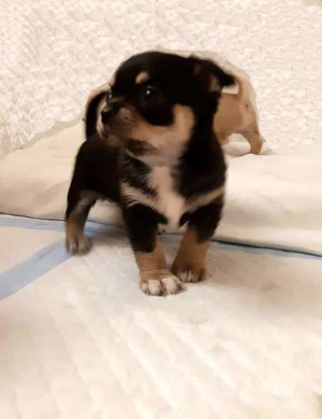 Щенки чихуахуа в Москве фото 15