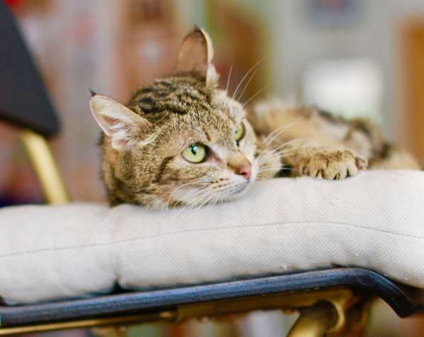 Потрясающего мраморного окраса кошка Сулико в дар в Москве фото 7