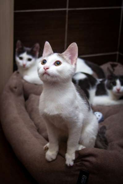 Три котенка в добрые руки в Москве фото 3