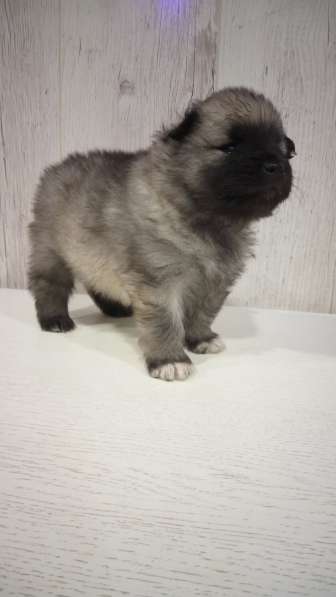 Щенки вольфшпица/кеесхонда в фото 14