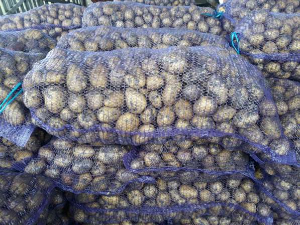 Картофель Гала в Кемерово, свежий урожай в Кемерове фото 4