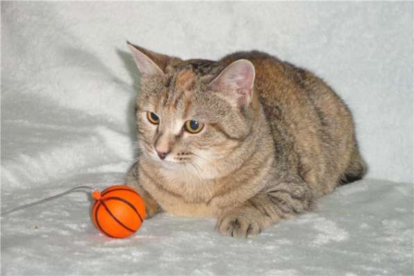 Молодая кошечка ищет дом в Москве фото 11