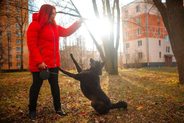 Домашняя собачка, дружит с кошками в Санкт-Петербурге фото 6
