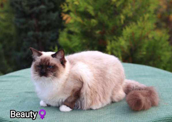 Рэгдолл котята в фото 33