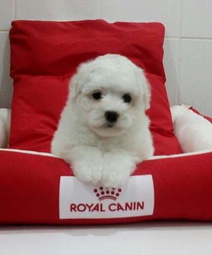 Щенки Бишон Фризе в фото 4