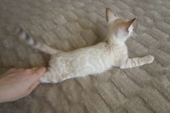 Бенгальские котята в фото 6