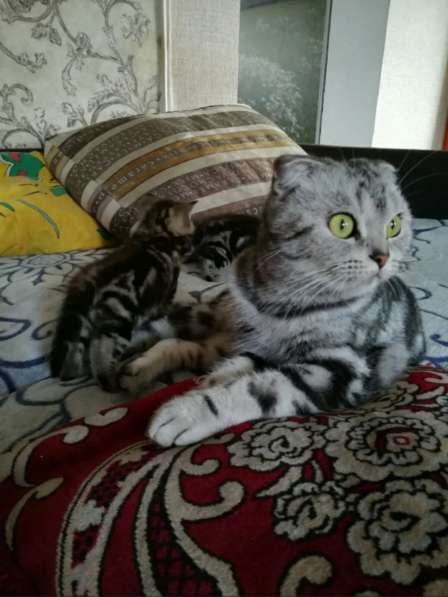 Мраморные котята в фото 17