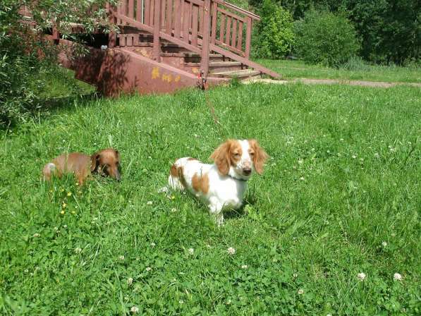 Выбор щенка в Москве фото 10