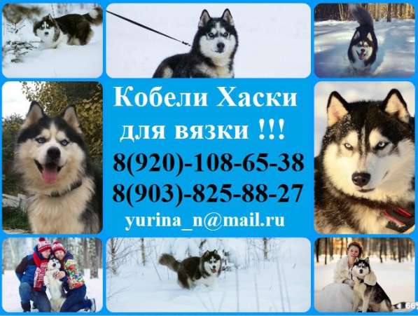 Хаски кобели для вязки черно-белые голубоглазые