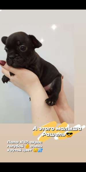 Щенки французский бульдог в Владимире фото 12