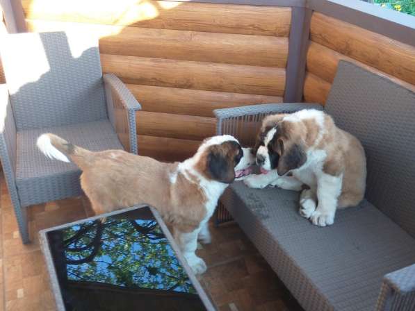 Щенки сенбернара в фото 113