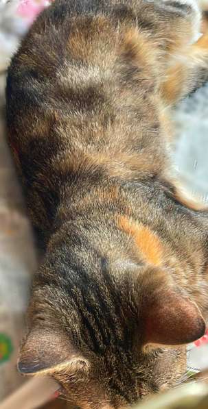 Метис бенгальской породы котенок Наяда в Москве фото 3