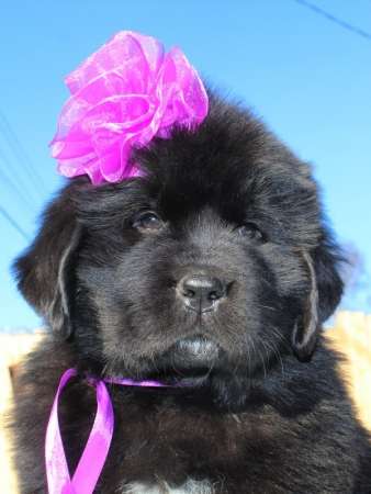 Щенки ньюфаундленда СШ - Франция &ndash; Дания! в Санкт-Петербурге фото 5