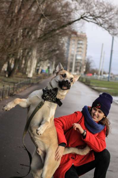 Крупный, молодой и сильный пёс с харизмой в Санкт-Петербурге фото 18